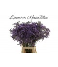 Limonium maine Blue 70 cm
