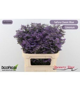 Limonium Saf  Classic Blue 80 cm