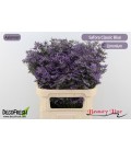 Limonium Saf  Classic Blue 80 cm