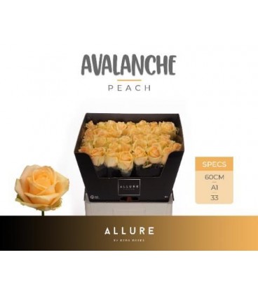 Rose Avalanche peach 60 cm