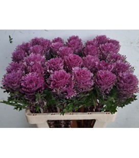 Choux Crane Queen 70 cm