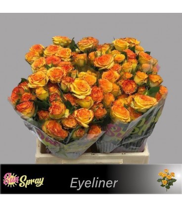 Rose Branchue Eyeliner 40 cm