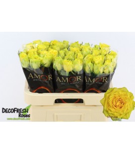 Rose Sunchaser 60 cm