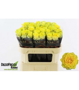 Rose Sunchaser 70 cm