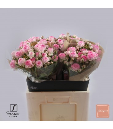 Rose Branchue Kate Lynn 60 cm