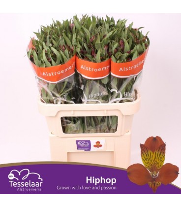 Alstromeria Hiphop