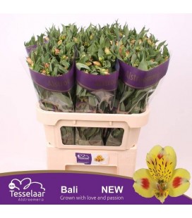 Alstromérias Bali
