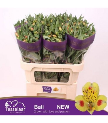 Alstromérias Bali