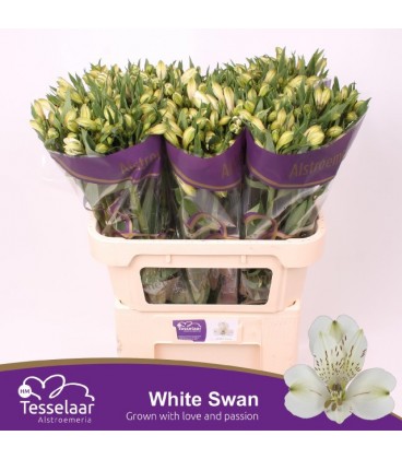 Alstromeria White Swam 