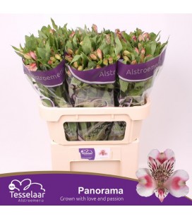 Alstromeria Panorama 75 cm