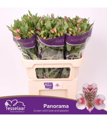 Alstromeria Panorama