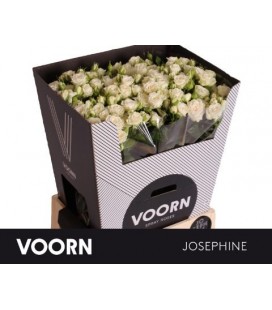 Rose Branchue Joséphine 70 cm