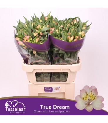 Alstromeria True Dream 