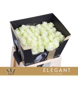 Rose Avalanche 55 cm 