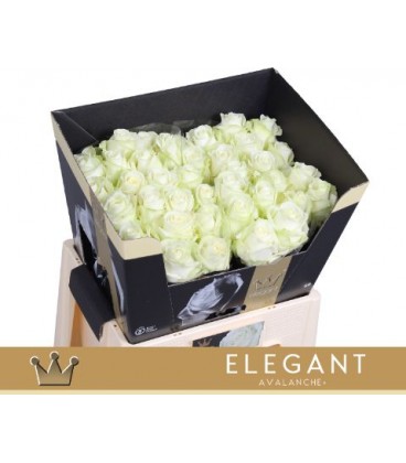 Rose Avalanche 55 cm