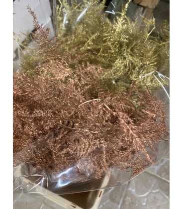 Asparagus teinté Aubergine