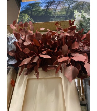 Populus teinté Rouge 60 cm