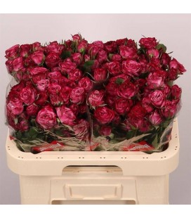 Rose Branchue Purple Queen 60 cm