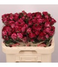 Rose Branchue Purple Queen 60 cm