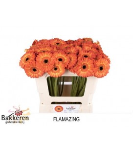 Germini Flamazing