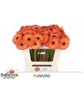 Germini Flamazing