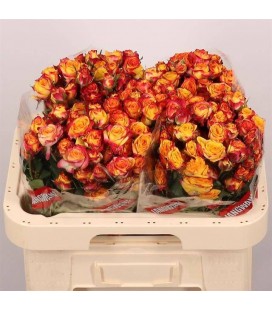 Rose Branchue Land of fire 60 cm