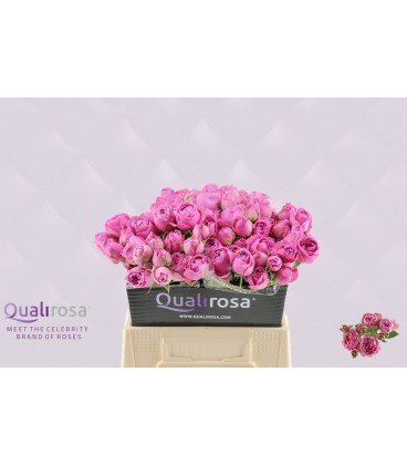 Rose Branchue Misty Bubbles 40 cm