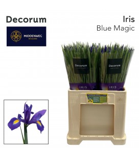 Iris Blue Magic 