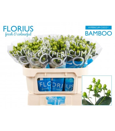 Hypericum coco Bamboo 70 cm