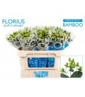 Hypericum coco bamboo 70 cm