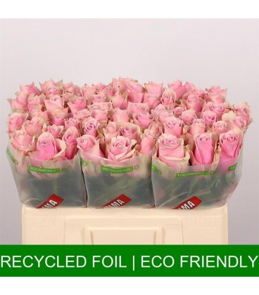 Rose Athena Royale 60 cm