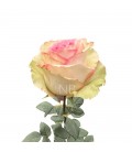 Rose equat Esperence  50 cm x 25