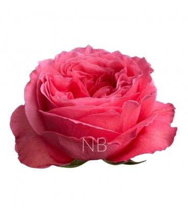 Rose Equat Candy xpres 60 cm x 25