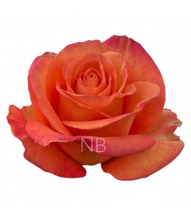 Rose equateur Confidential 50 Cm