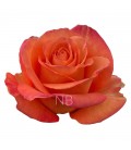 Rose equateur Confidential 50 Cm