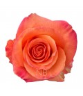 Rose equateur Confidential 50 x25