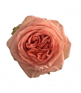 Rose equat Country Home 50 cm X 25