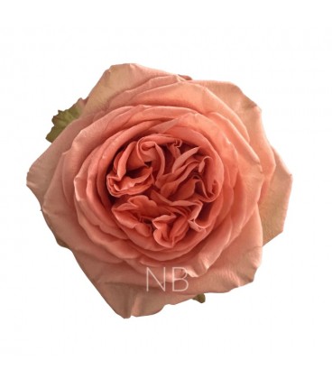 Rose Country Home 60cm