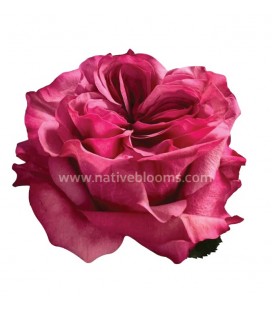 Rose equa Country blues 50 cm x 25 