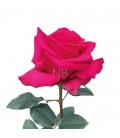 Rose equat Full Monty 50 cm x 25