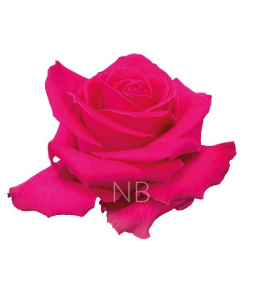 Rose equat Full Monty 25*50 cm