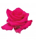 Rose equat Full Monty 25*50 cm