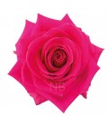 Rose equat Full Monty 25*50 cm