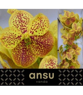 Vanda Banana spot x16