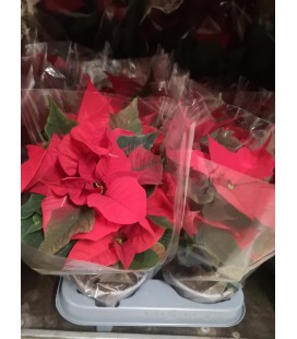 Poinsettia ROUGE Ø 10.5