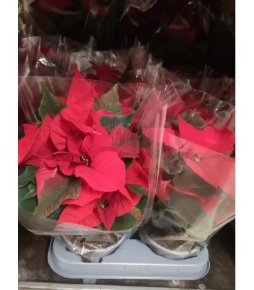 Poinsettia ROUGE Ø 10.5