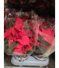 Poinsettia ROUGE Ø 10.5