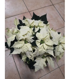 Poinsetia Blanc Pot de 17
