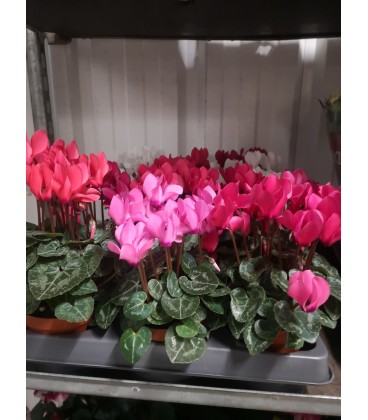 Cyclamen FR Ø8