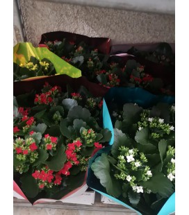 Kalanchoe coupe diff coul Ø23